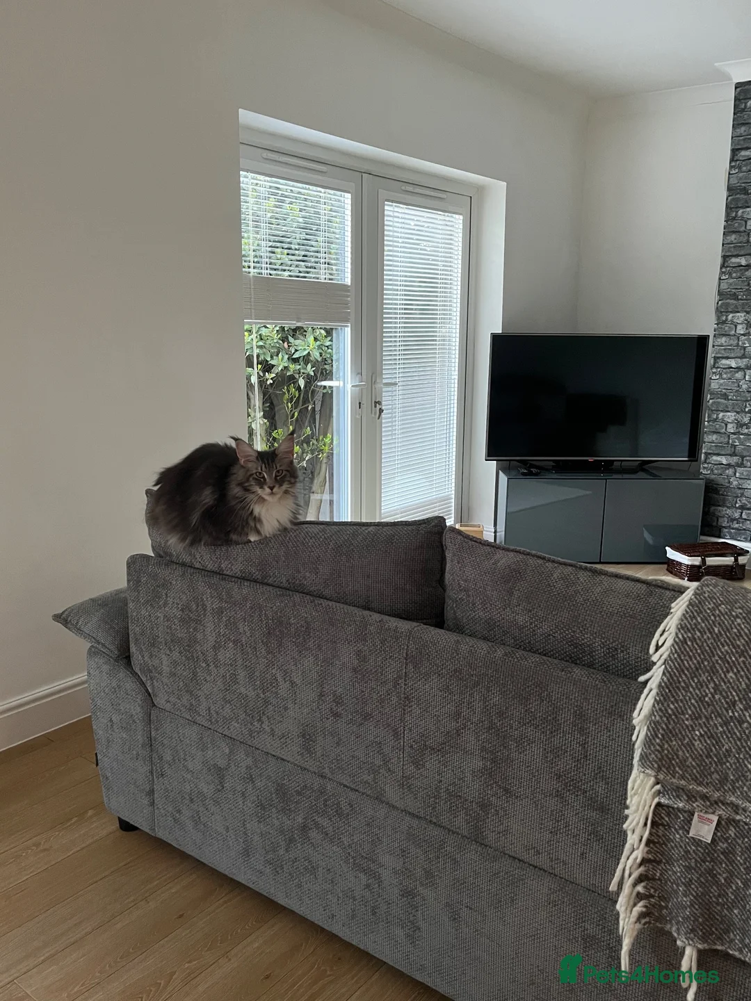 Maine Coon cats for sale: Maine coon kittens  in Leigh-on-Sea - Advert 1