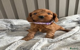 Cockapoo dogs for sale: Health Tested Fox Red Cockapoo  - Image 14