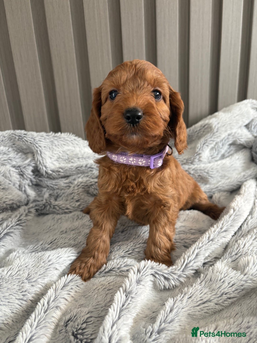 Cockapoo dogs for sale: Health Tested Fox Red Cockapoo  - Image 14