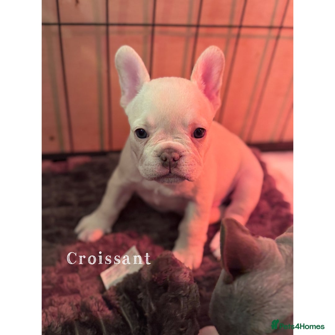 French Bulldog dogs for sale: Last 2 girls left! KC registered French Bulldogs - Advert 4
