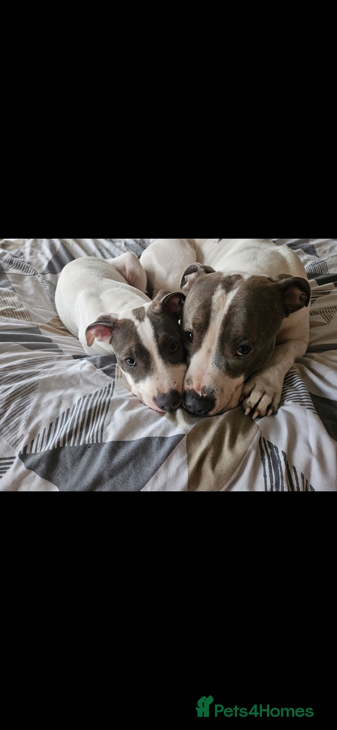 Staffordshire Bull Terrier dogs for sale:  Unique Classic Markings - Image 12