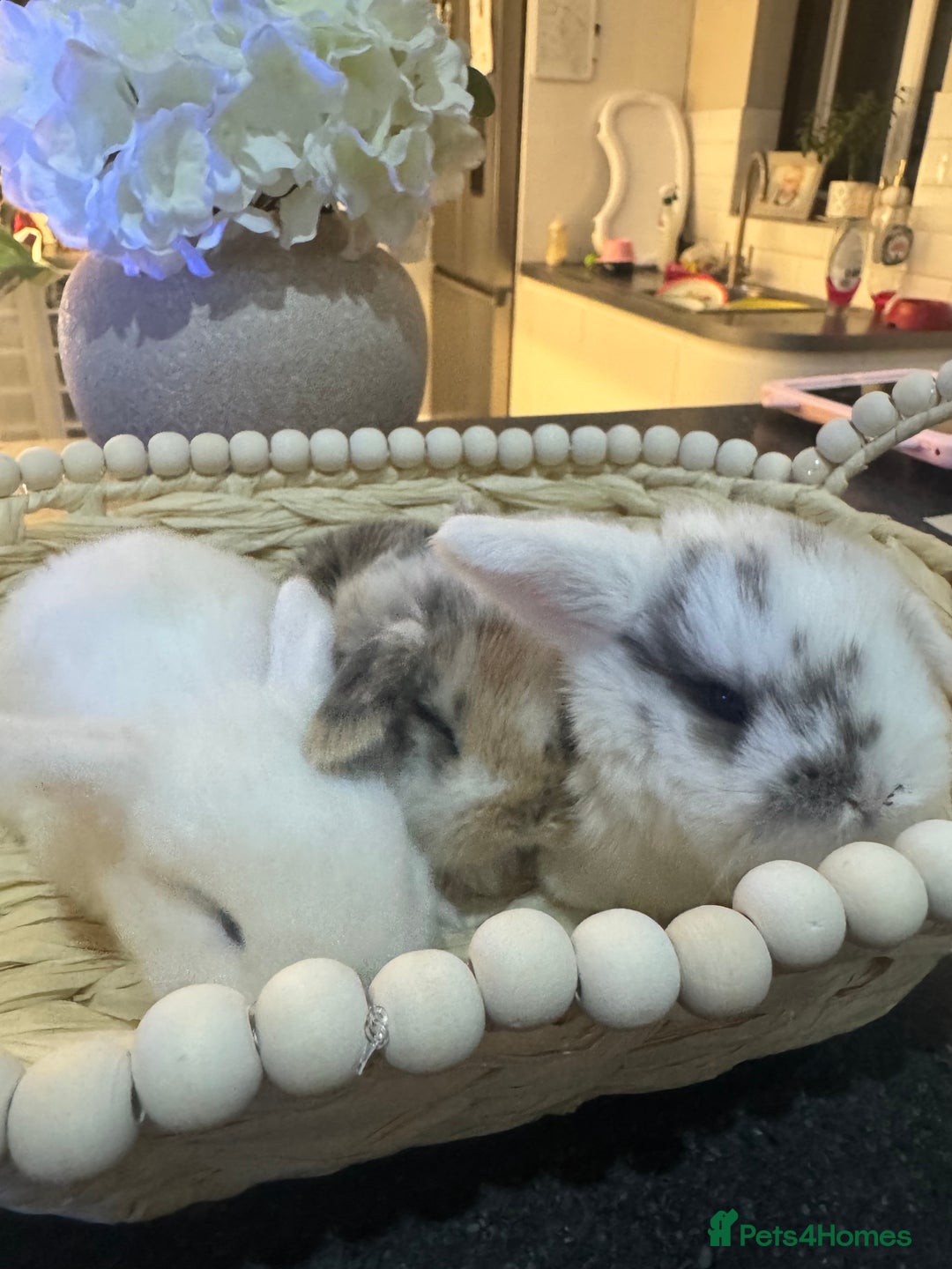 Mini Lop rabbits for sale: Mini lop babies  - Advert 6