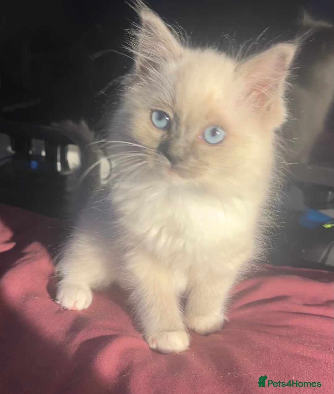 Ragdoll cats for sale: 5 Gorgeous TICA Ragdolls for Sale - Advert 8