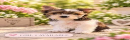 Biewer Terrier dogs for sale: Beautiful Biewer Terrier Puppies – Ready Soon ❤️ - Advert 14
