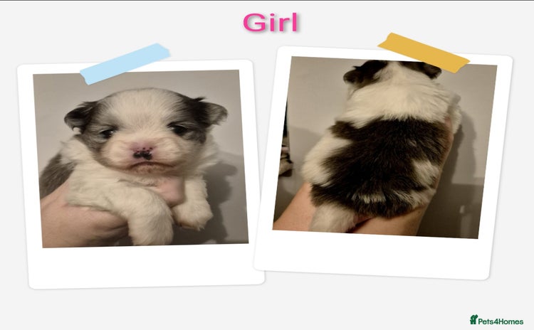 Mixed Breed dogs Parti colour maltipom puppies - Advert 4