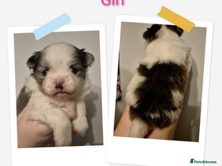 Mixed Breed dogs Parti colour maltipom puppies - Advert 5