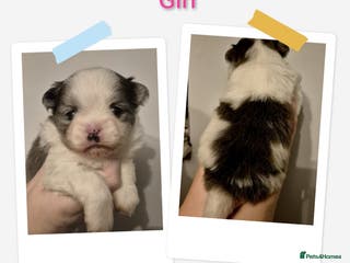 Mixed Breed dogs Parti colour maltipom puppies - Advert 12