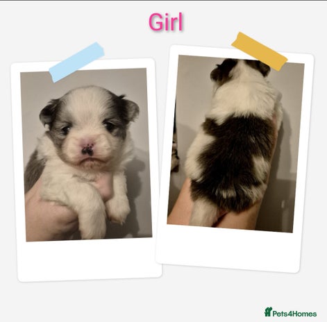 Mixed Breed dogs Parti colour maltipom puppies - Advert 4