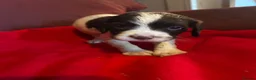 English Springer Spaniel dogs for sale: English springer spaniel puppies  in Steyning - Advert 6