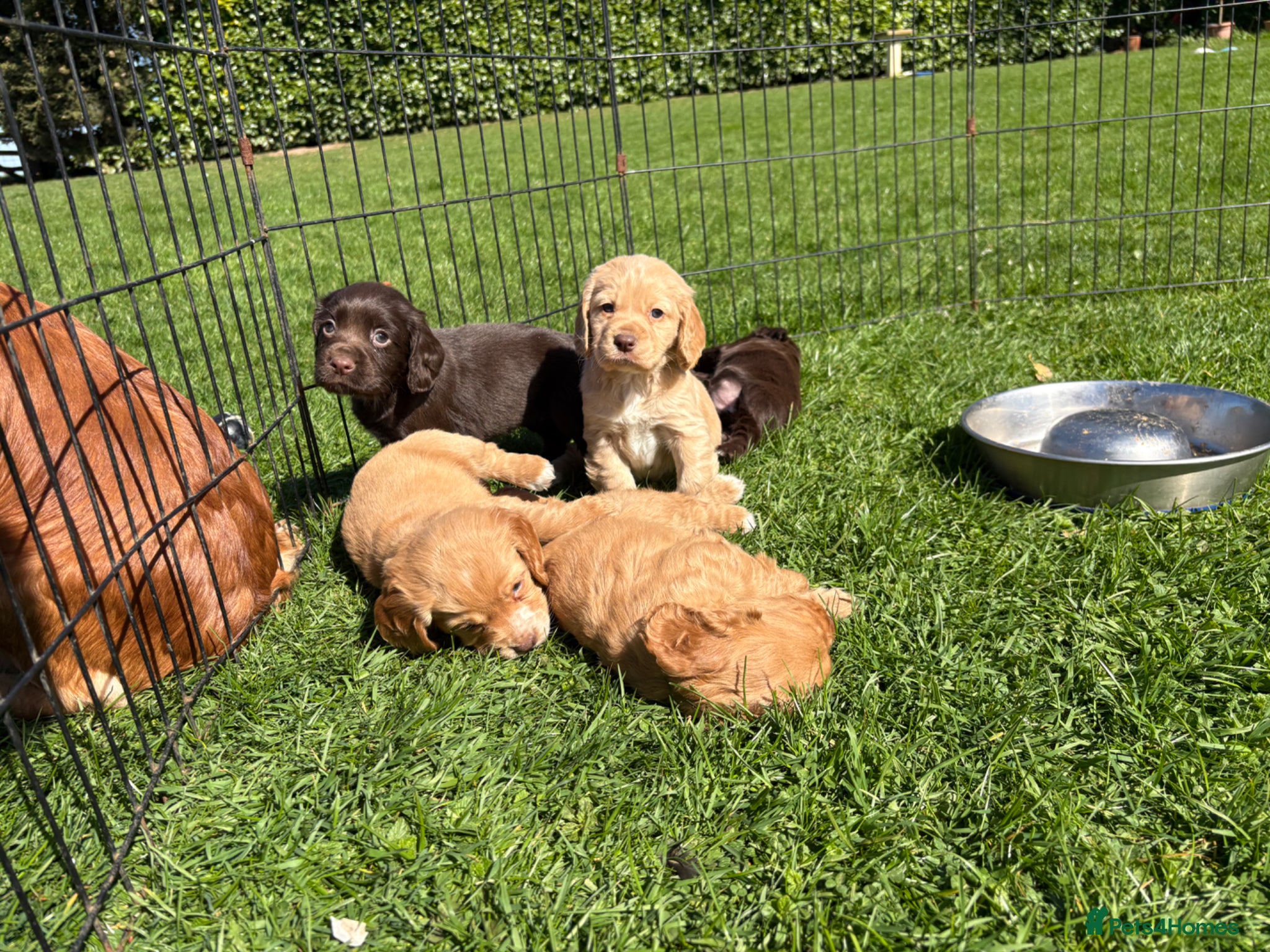 Cocker Spaniel dogs KC registered Cocker spaniel pups  - Advert 1