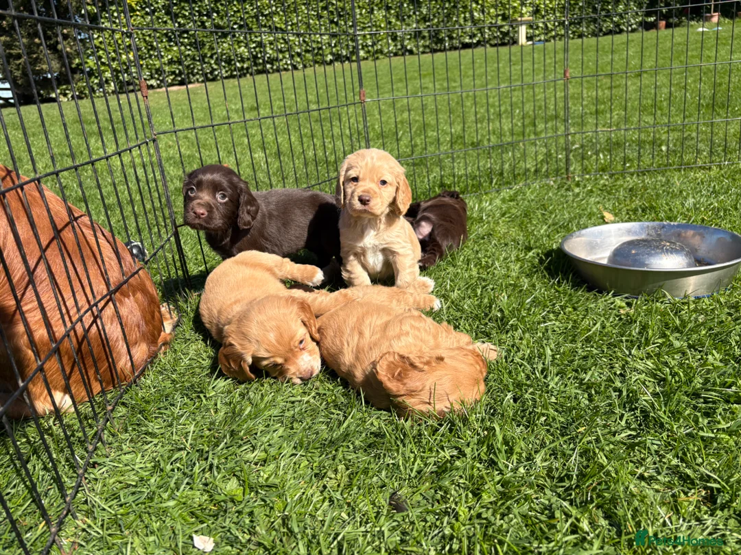 Cocker Spaniel dogs for sale: KC registered Cocker spaniel pups  in Pontefract - Advert 1