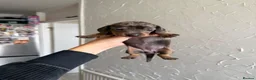 Miniature Dachshund dogs for sale: Beautiful Miniature Dachshund Puppies in Stanford-le-Hope - Advert 13