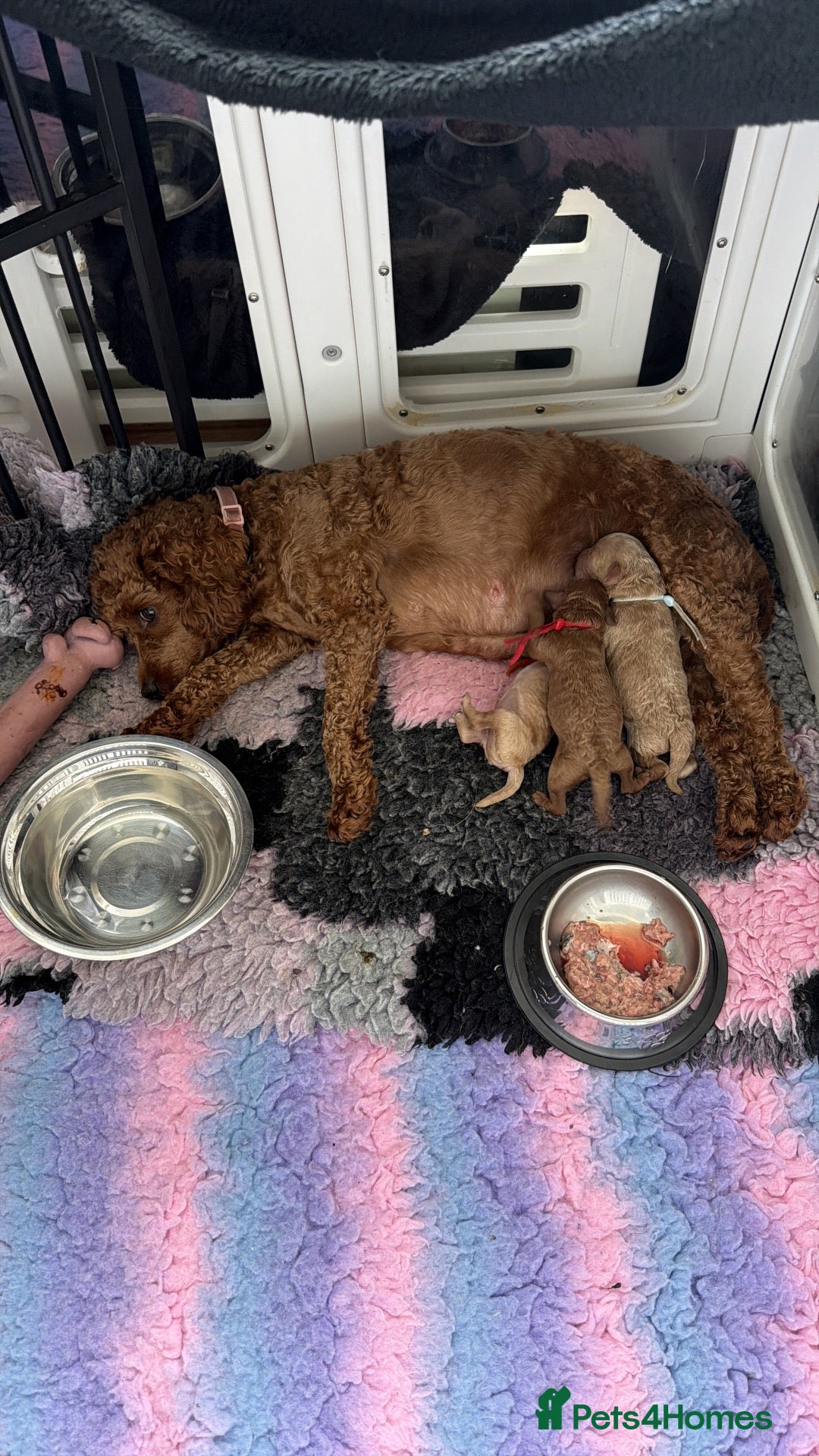 Cockapoo dogs F1b Cockapoo puppies. Parents health tested  - Advert 1