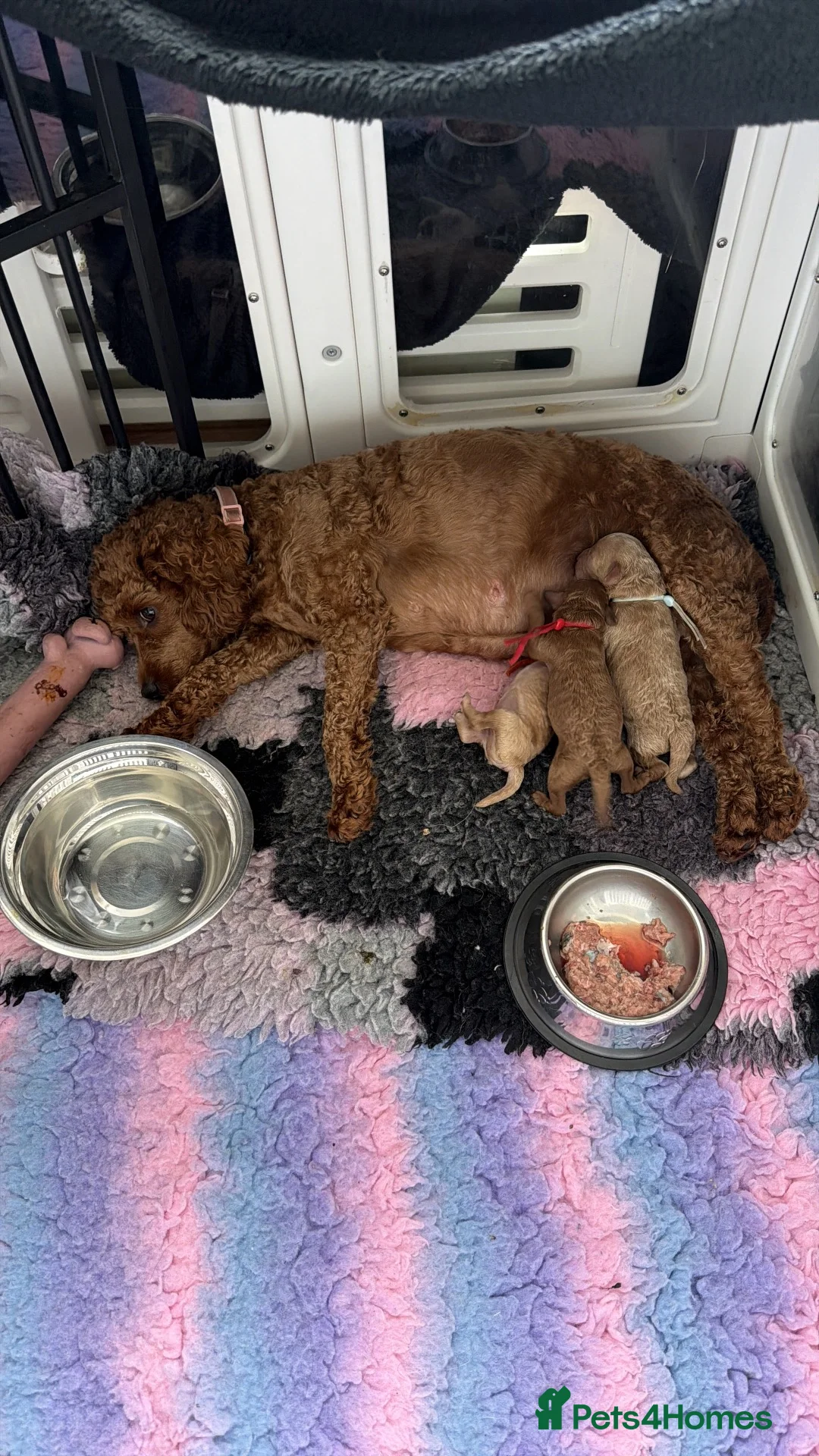 Cockapoo dogs for sale: F1b Cockapoo puppies. Parents health tested  - Advert 1
