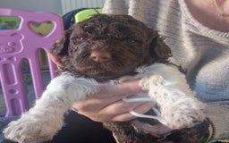 Lagotto Romagnolo dogs for sale: Lagotto Romagnolo, pure breed, KC reg litter - Image 26