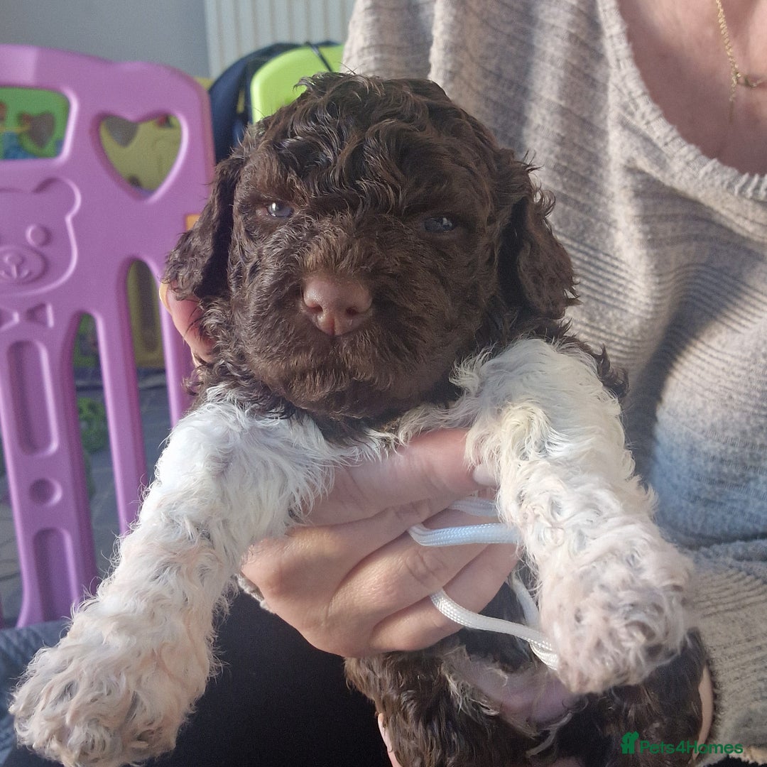 Lagotto Romagnolo dogs for sale: Lagotto Romagnolo, pure breed, KC reg litter - Image 26