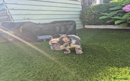 French Bulldog dogs for sale: Fluffy french bulldogs +c2  - Image 28