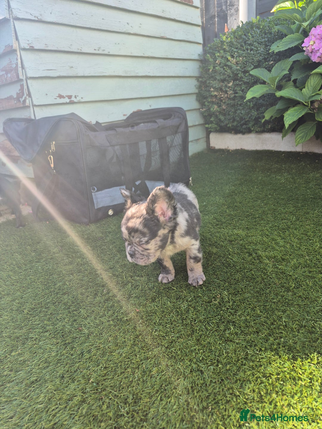 French Bulldog dogs for sale: Fluffy french bulldogs +c2  - Image 28