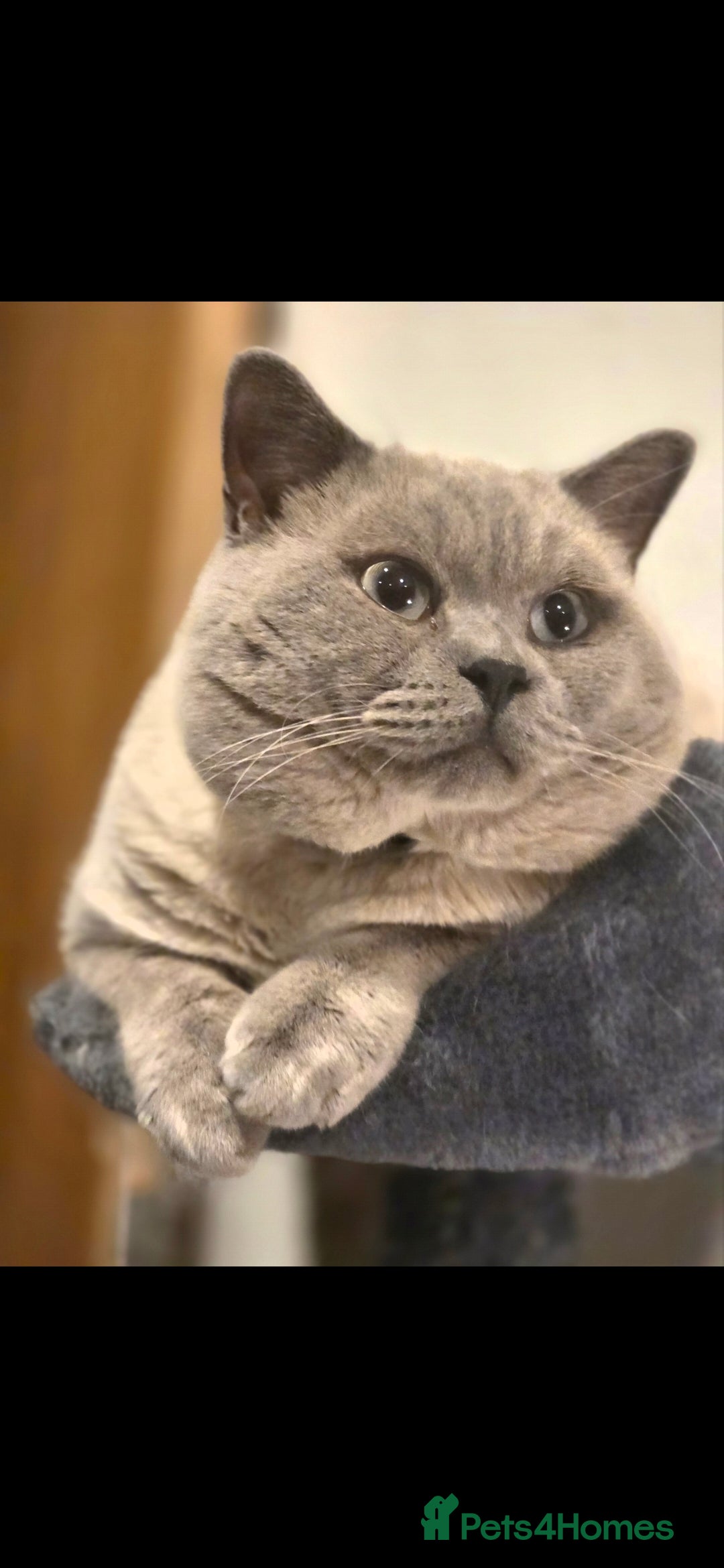 British Shorthair cats for sale: British Shorthair colourpoint - Advert 1