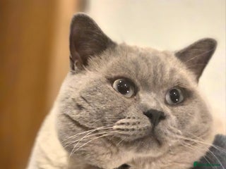 British Shorthair cats British Shorthair colourpoint - Advert 1