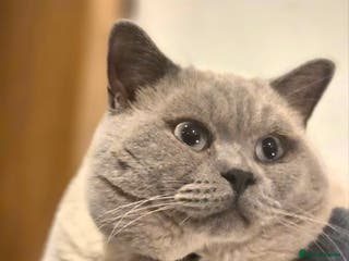 British Shorthair cats British Shorthair colourpoint - Advert 5