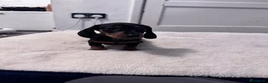 Black and Tan female 