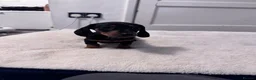 Miniature Dachshund dogs for sale: REDUCED AND READY for their new homes! KC PUPPIES! - Advert 31