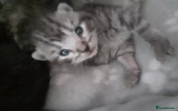 Bengal cats for sale: 4 tabby kittens ready from 20th September  - Image 11