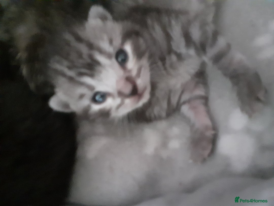 Bengal cats for sale: 4 tabby kittens ready from 20th September  - Image 11