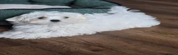 Maltese dogs for sale: Adorable tiny Maltese  - Advert 6