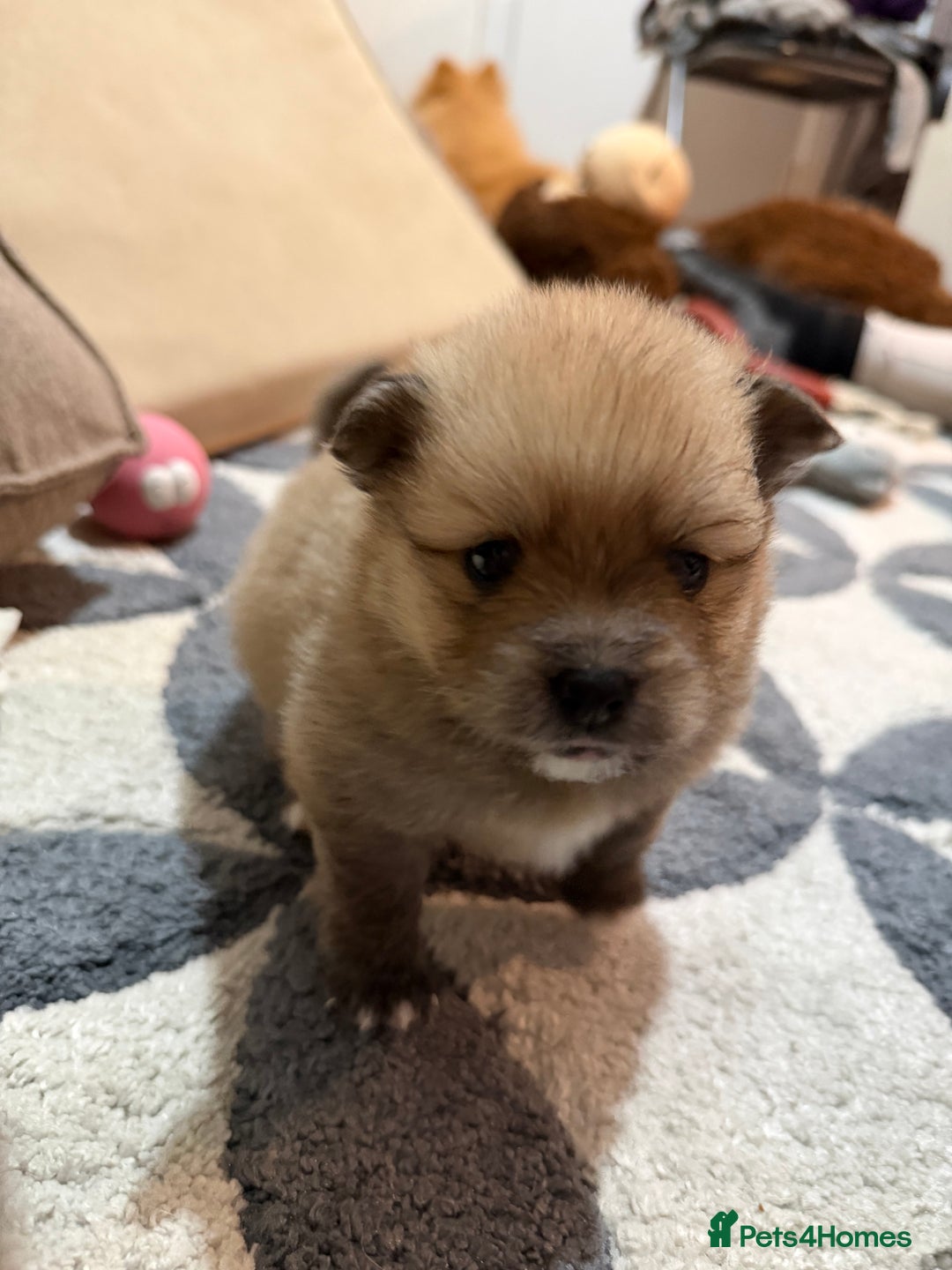 Pomeranian dogs for sale: EXTRA SMALL POMERANIAN PUPPIES  - Advert 6