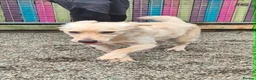 Mixed Breed dogs for adoption: Woody - In Ayr looking for a home  - Advert 6