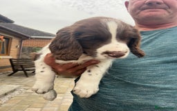English Springer Spaniel dogs for sale: FTCH x FTAW Springer spaniel - Image 10