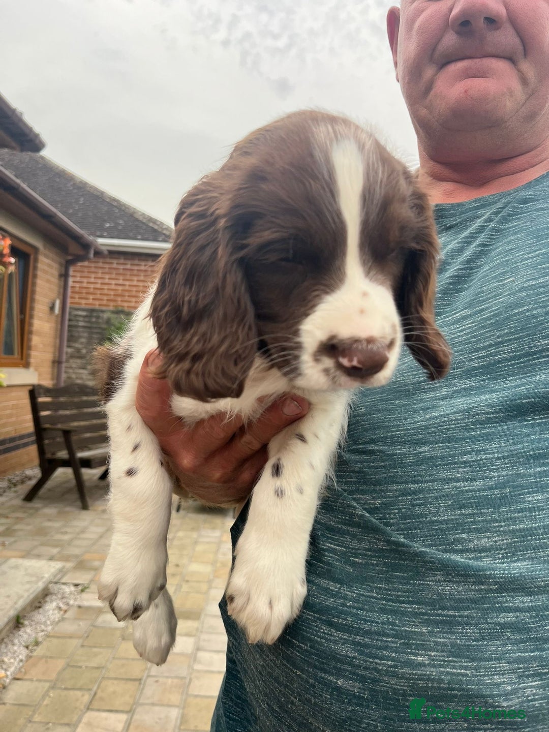 English Springer Spaniel dogs for sale: FTCH x FTAW Springer spaniel - Image 10