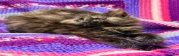 Mixed Breed cats for sale: 💖 MAINE COON X RAGDOLL *PARENTS HEALTH TESTED* 💖 - Advert 12