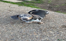 Miniature Dachshund dogs for sale: Miniature dachshund puppies  - Image 11