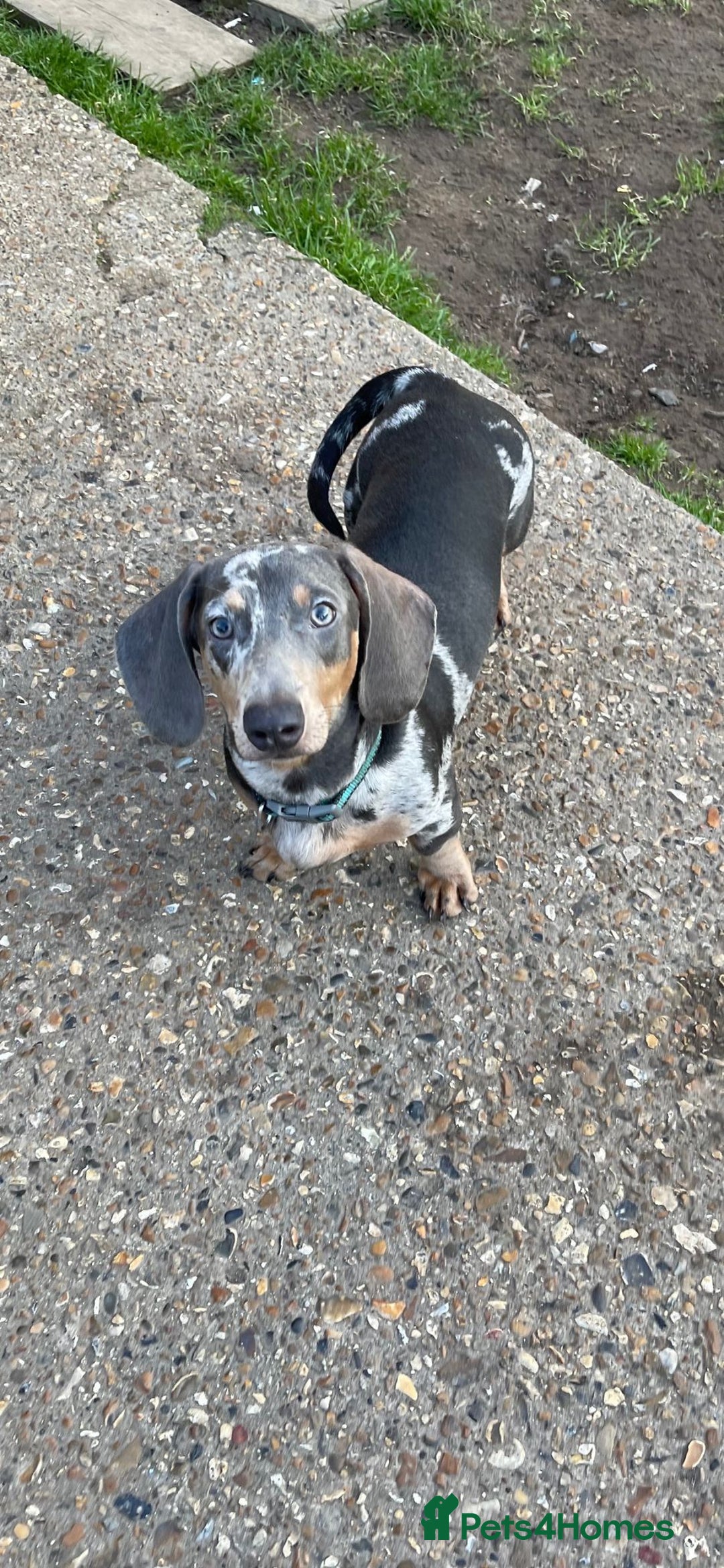 Miniature Dachshund dogs for sale: Miniature dachshund puppies  - Image 11