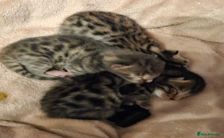 Bengal cats - Advert 1