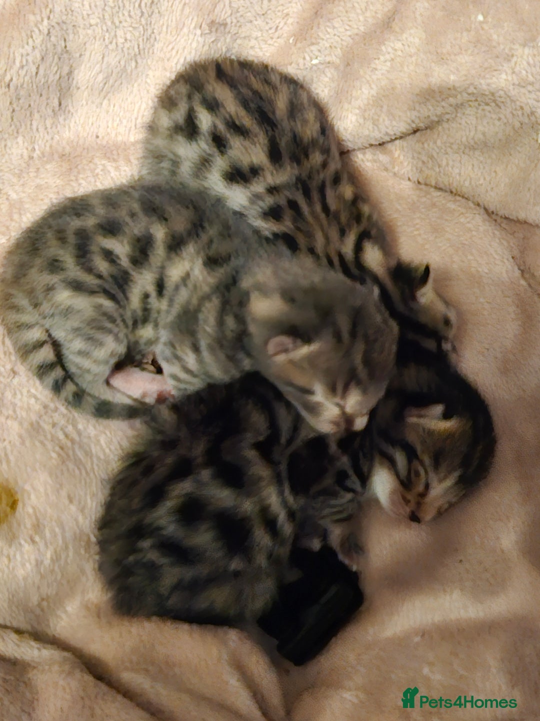 Bengal cats for sale: Pure pedigree bengals avaliable  - Image 1