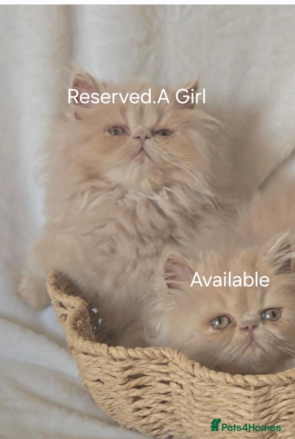 Persian cats 🐾👑 GCCF REGISTERED PERSIAN GIRLs 👑🐾 - Advert 1