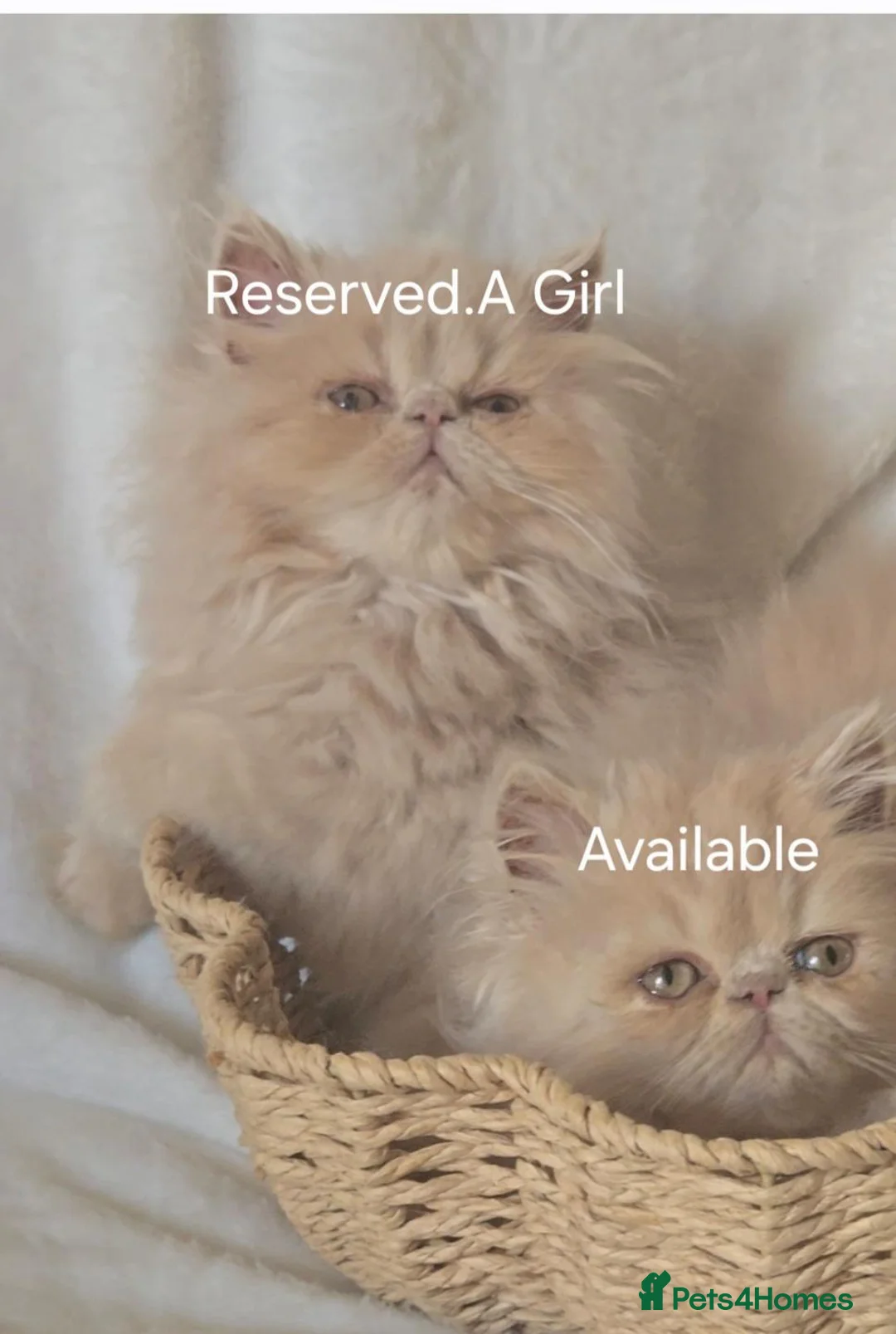 Persian cats for sale: 🐾👑 GCCF REGISTERED PERSIAN GIRLs 👑🐾 - Advert 1