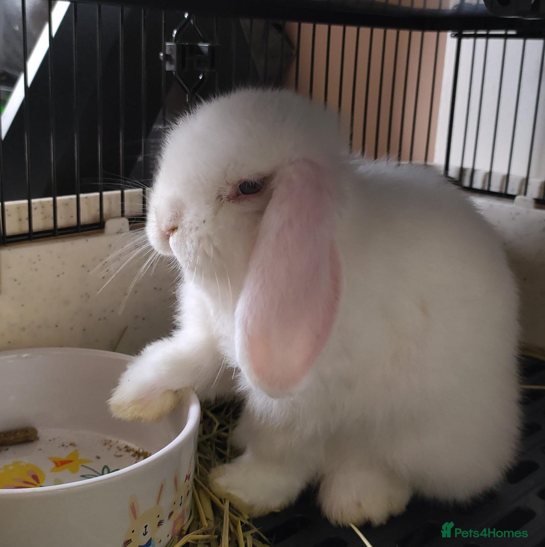 Dwarf Lop rabbits for sale: Looking for a New Home for Rosie (Spayed Rabbit) - Advert 11