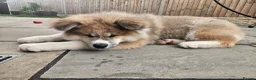 Akita dogs for sale: RKC Long-coat female - Advert 6
