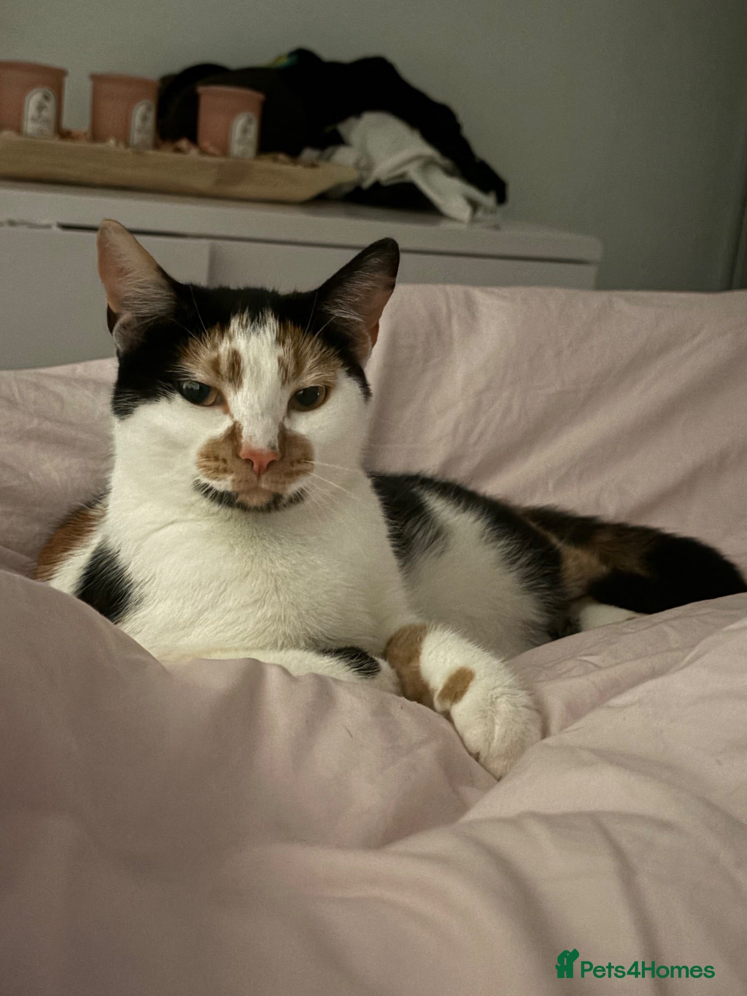 Mixed Breed cats Sadie Baby  - Advert 3