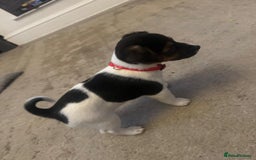 Jack Russell dogs for sale: Jack Russell litter of 7 - Advert 12