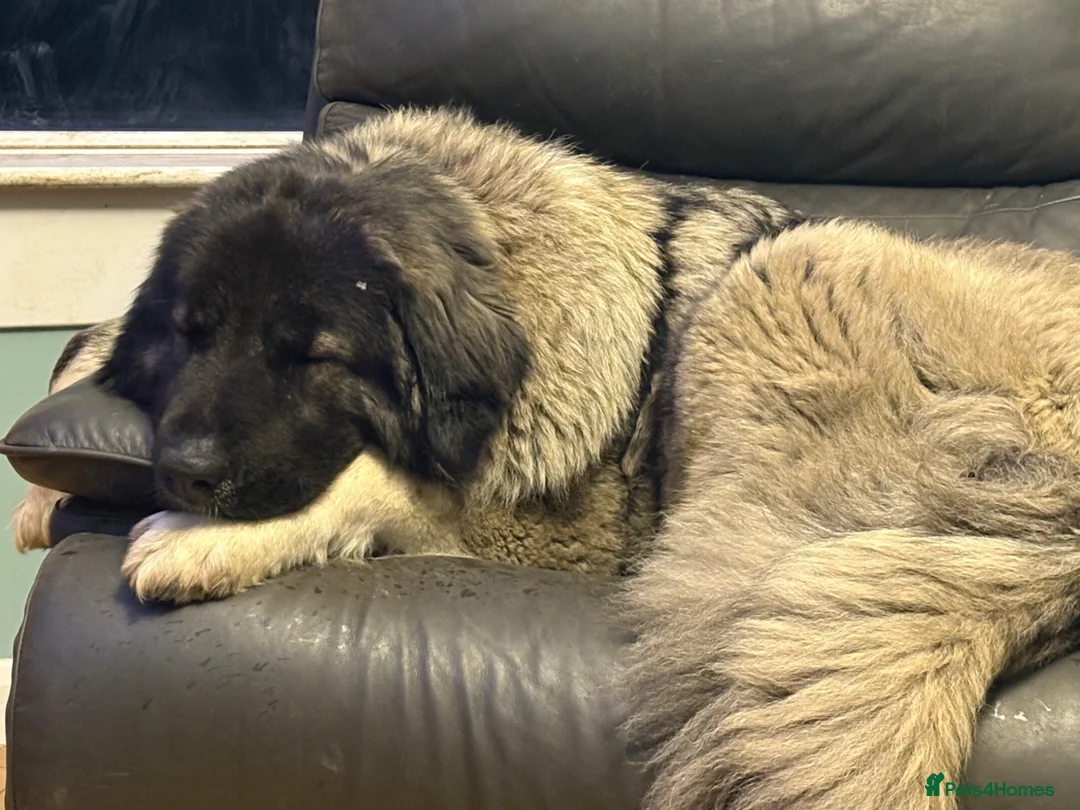 Caucasian Shepherd Dog dogs for sale: Coming soon! 11 pure bred Caucasian Shepherd pups. in Beith - Advert 1