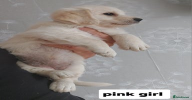 Labradoodle dogs - Advert 1