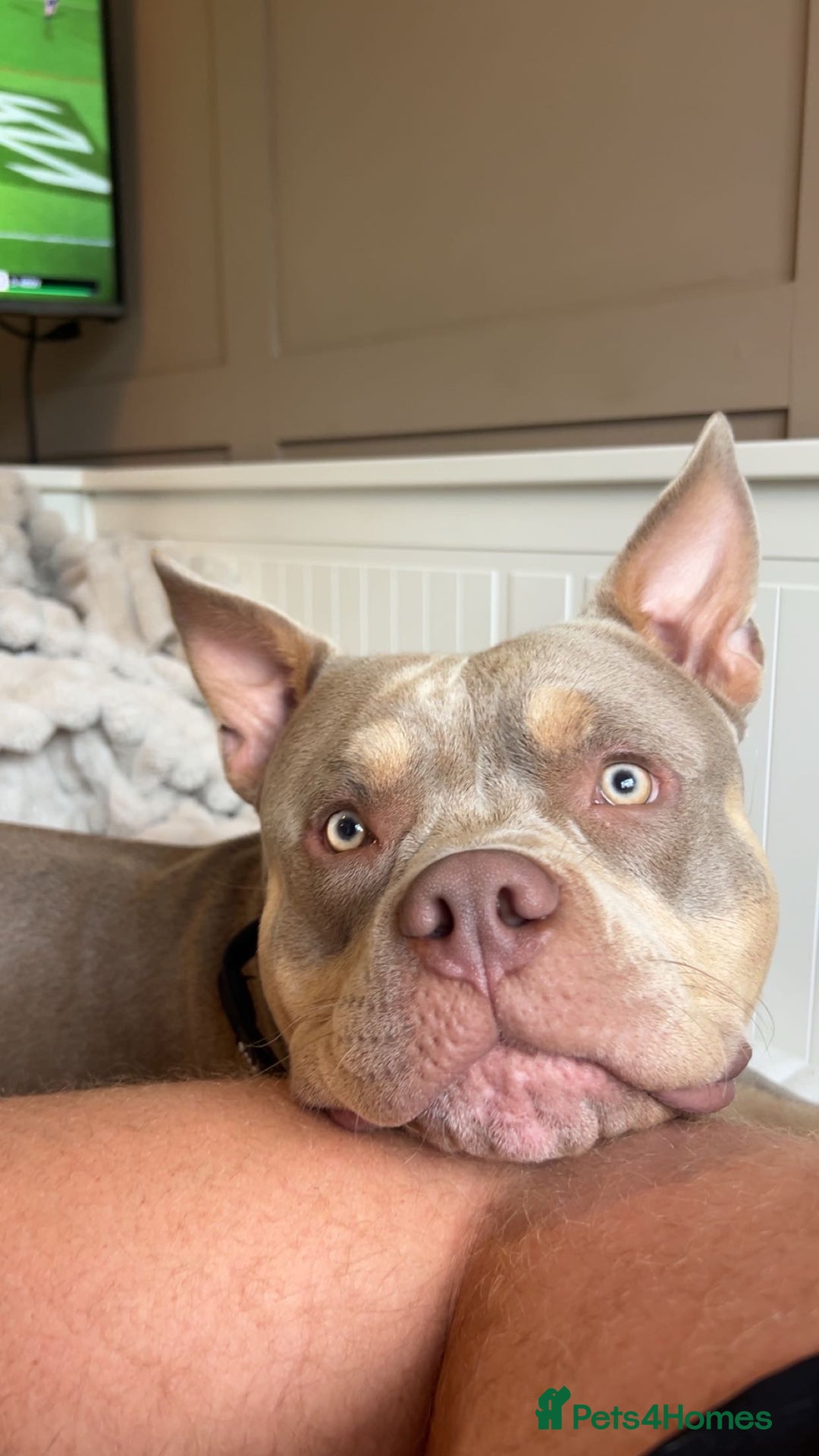 American Bully dogs for stud: 🖤BUGZY AMERICAN BULLY STUD🖤 - Advert 12