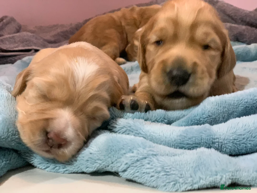 Cocker Spaniel dogs for sale: Working Cocker Spaniel Puppies  - Advert 14