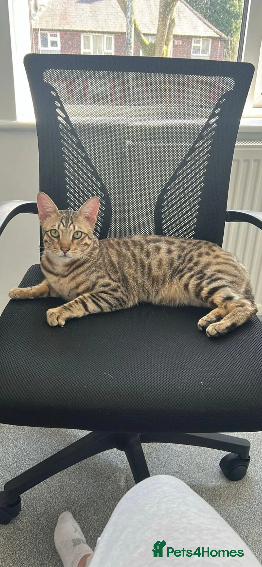Savannah cats for sale: Savannah Cat - Advert 1